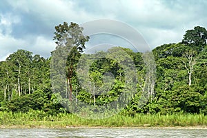 Tropical Rainforest Landscape, Napo River Basin, Amazonia, Ecuador photo