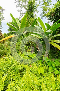 Tropical Rainforest Landscape near Chiang Rai, North of Thailand