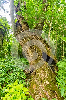 Tropical Rainforest Landscape near Chiang Rai, North of Thailand