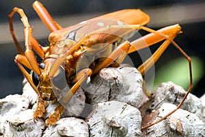 Tropical Rainforest Longhorn Beetle