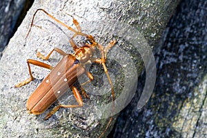 Tropical Rainforest Longhorn Beetle