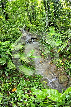 Tropical Rainforest, Marino Ballena National Park, Costa Rica