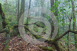 Tropical rainforest in mon jong doi at Chaing mai