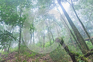 Tropical rainforest in mon jong doi at Chaing mai