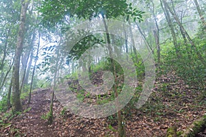 Tropical rainforest in mon jong doi at Chaing mai