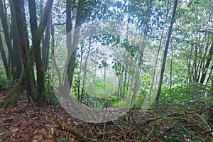 Tropical rainforest in mon jong doi at Chaing mai