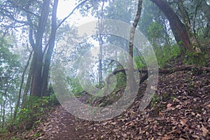 Tropical rainforest in mon jong doi at Chaing mai