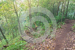 Tropical rainforest in mon jong doi at Chaing mai