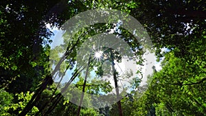 Tropical rainforest in the morning. Bottom view looked up and saw the sun shining beautiful on the bright green leaves Trees backg