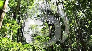 Tropical Rainforest in the Morning shooting from understory layer