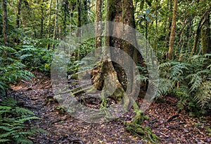 Tropical rainforest in New Caledonia landscape