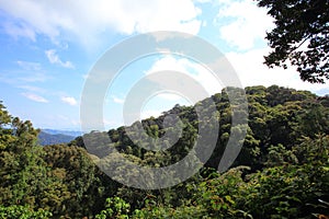 Tropical rainforest of Nyungwe National Park