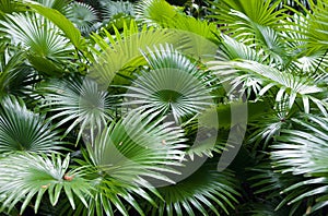 Tropical rainforest palm background