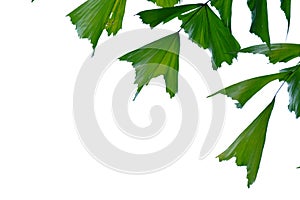 Tropical rainforest palm leaves with branches on white isolated background