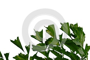 Tropical rainforest palm leaves on white isolated background