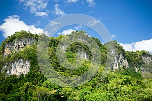 Tropical Rainforest Philippines