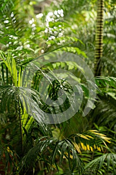 Tropical rainforest in rain season. Green palm leaves in tropical forest with water drops