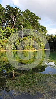 Tropical rainforest reservoir