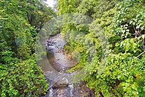Tropical Rainforest River, Sinharaja National Park Rain Forest, Sri Lanka
