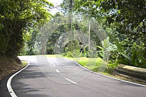 Tropical Rainforest Road
