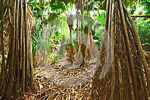 Tropesch reebësch Op Seychellen 