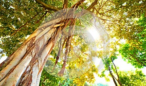 Tropical rainforest and sun beams, morning sunny forest