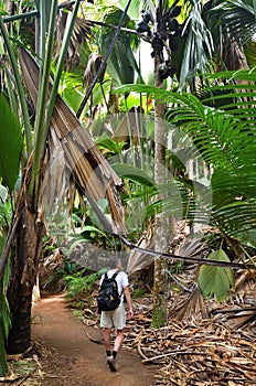 Trekking in jungle, Seychelles, Valle de Mai