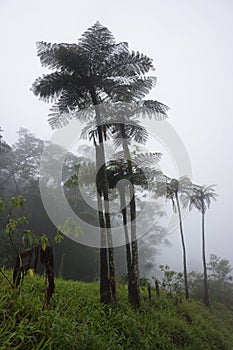 Tropical rainforest tree ferns in the fog.