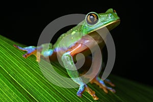 Tropical rainforest tree frog Agalychnis