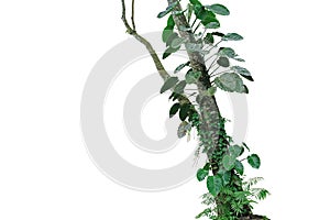 Tropical rainforest tree trunk with climbing vine plants philodendron, syngonium, forest orchid, fern and moss. Tropic leaves