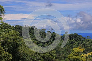 The tropical rainforest, a view over one of the many hills in the amazon with many different trees