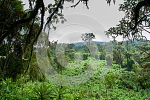 tropical rainforest view Rwanda Africa