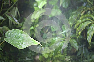 Tropical rainforest water wet leaf