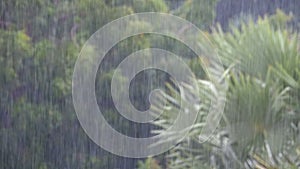 Tropical Rainstorm in the Jungle against the backdrop of a Green Forest with a Palm Tree