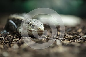 A tropical and rare lizard that feeds on insects. Reptiles animals