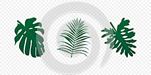 Tropical realistic leaves set. Green exotic palm and trees leaf isolated. Vector illustration EPS 10