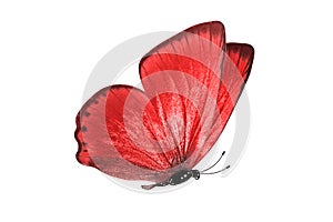 tropical red butterfly. isolated on white
