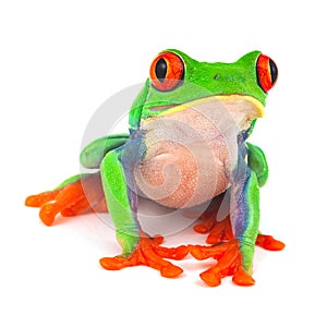 tropical red eye tree frog exotic animal