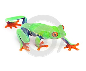 tropical red eye treefrog isolated tree frog photo