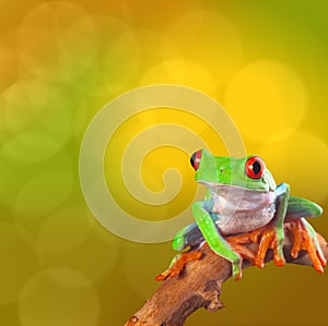 tropical red eyed tree frog Costa Rica