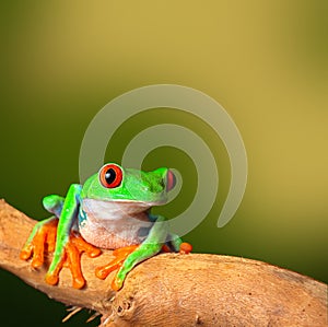 Tropical red eyed treefrog Costa Rica