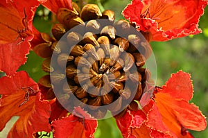 Tropical red flower