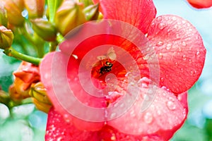 Tropical red flower