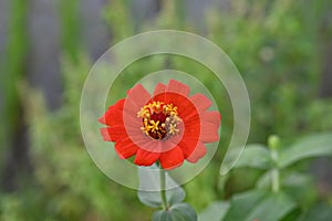 Tropical red flower in the garden