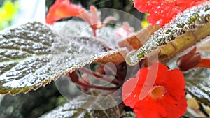 Tropical red flower after rain