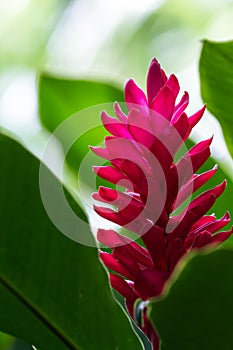 Tropical red ginger bloom