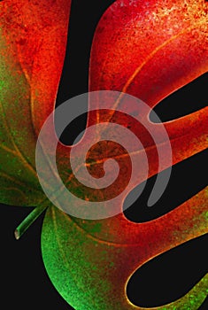 Tropical red leaf close-up