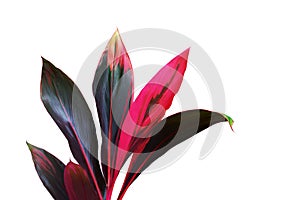 Tropical Red Leaves of Ti Plant, Cordyline fruticosa Isolated on White Background with Clipping Path