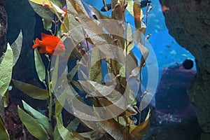 Tropical red mammon fish photo