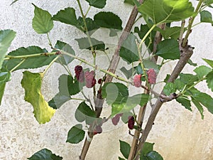 Tropical red mulberry fruits